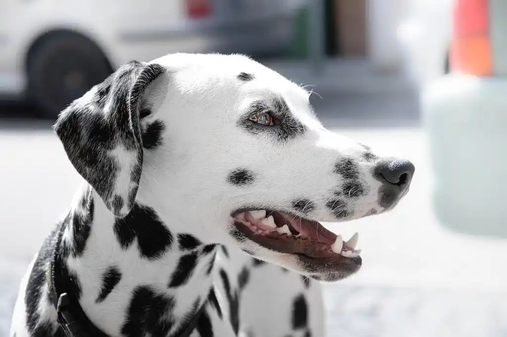 Câinii dalmațieni se nasc fără pete negre? Ce tip de personalitate are?