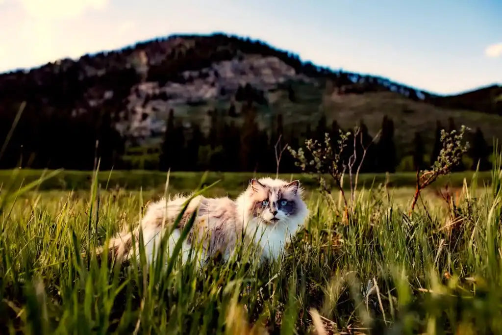Care este motivul pentru care pisicile consumă iarbă?