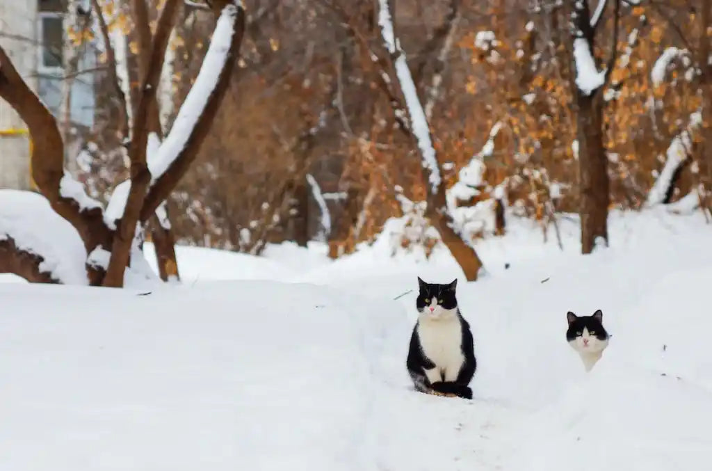 Cum ingrijesti pisica in perioada de iarna? Cum o ti in sigurnata?